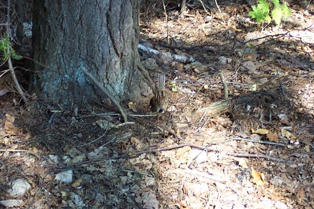 Chipmunk