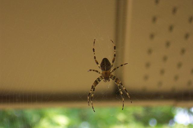 Spider